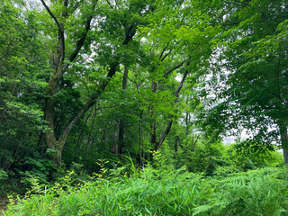 Fototapeta na wymiar Green forest in summer