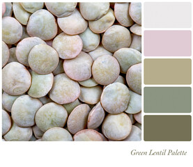 Green Lentil background in a colour palette with complimentary colour swatches.