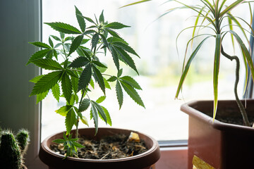 Marijuana in a pot on the windowsill. Home cultivation of medical cannabis.