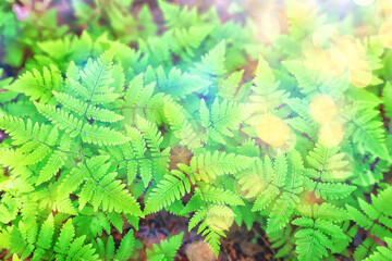 green petals leaves abstract background spring nature