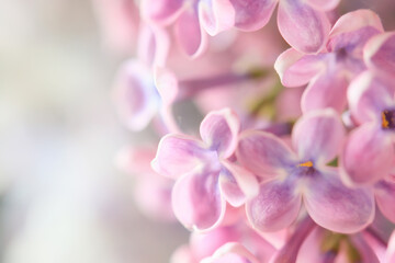 background pink flowers lilac, spring season romantic