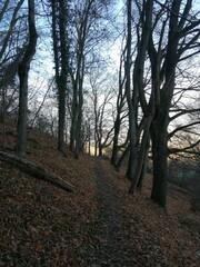 Fototapeta premium path in the woods