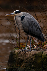 gray heron