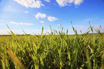 green grass fresh shoots wheat, green grass field summer background