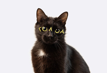 Black cat close up portrait on a white isolated background. The inscription on the eyes of GOLOD. Funny picture of an animal
