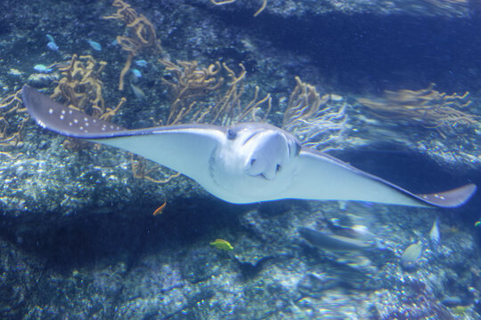 Stingray swimms under blue water. Closeup Stingray through aquarium .