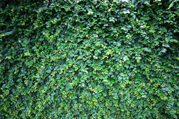 green leaves on the wall