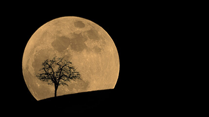 Luna Saliendo con Arbol © CARLOS CASTRO