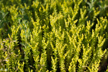 Sedum acre,  goldmoss stonecrop flowers selective focus