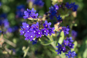 Anchusa officinalis,  common bugloss, violet flowers closeup selective focus