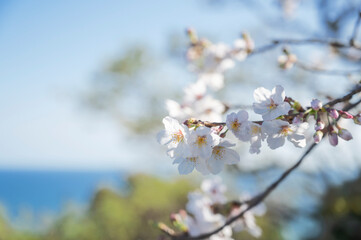 満開の桜