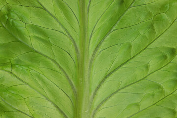 green lettuce leaves background spring food