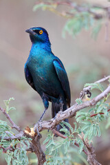 Cape Glossy Starling in the Kgalagadi