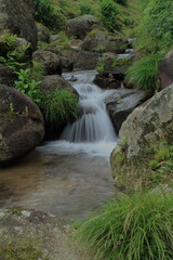 Obraz premium 日本の渓流の風景、とても水が澄んでいる