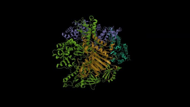 Structure of human primosome with the subunits labeled. Animated 3D cartoon and Gaussian surface models, chain id color scheme, PDB 5exr, black background