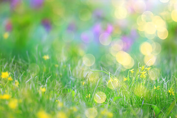 Fototapeta na wymiar glare sun bokeh background wild spring flowers