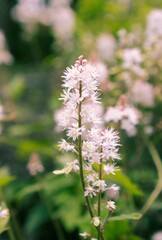 花火のように咲く花