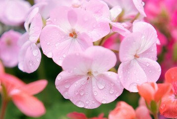 雨上がり、ほのかにピンクの花