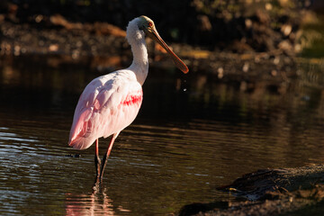 Obraz premium Roseate spoonbill (Platalea ajaja) in a pond at sunset in Sarasota, Florida