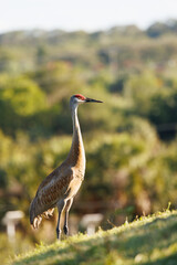 Sandhill crane (Grus canadensis) walks up the side of an artificial hill in Sarasota, Florida, just before sunset.