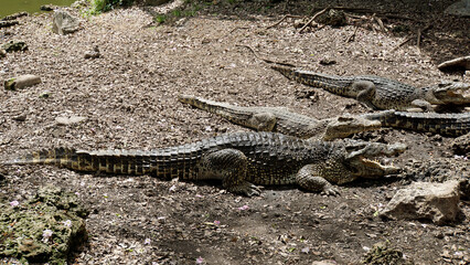 Fototapeta premium crocodiles in zapata nationalpark