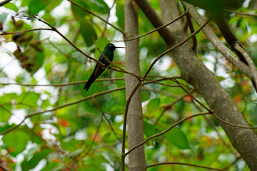 small humming bird