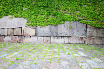 stone wall covered with green