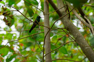 small humming bird
