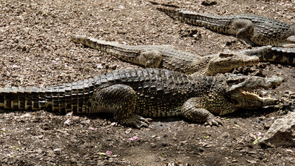 crocodiles in zapata nationalpark