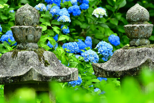 青い紫陽花 Images Browse 156 Stock Photos Vectors And Video Adobe Stock