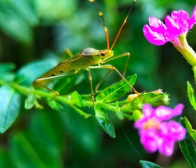 macro photo of the insect bug Leptocorisa oratorius perched on the plant stem