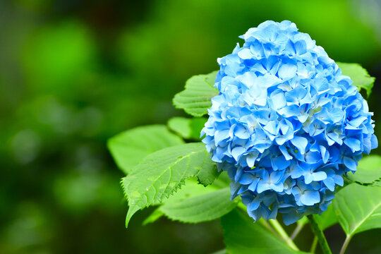 青い紫陽花 Images Browse 133 Stock Photos Vectors And Video Adobe Stock