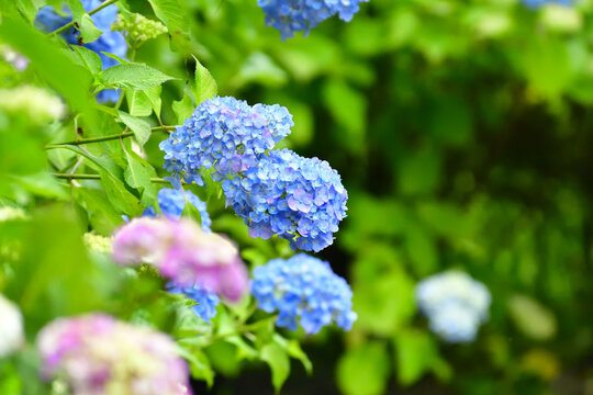 青い紫陽花 Images Browse 133 Stock Photos Vectors And Video Adobe Stock