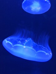 Naklejka na ściany i meble Jelly fish in aquarium