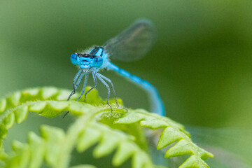 Azure Damselfly