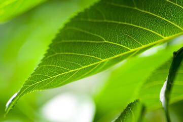 close-up, sunlight, emerald green, leaves, veins, transparent