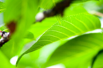 close-up, sunlight, emerald green, leaves, veins, transparent