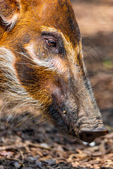 red river hog - Potamochoerus porcus  © harshavardhan