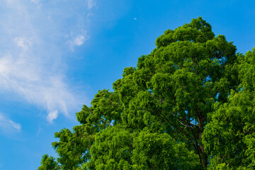 青空を駆ける飛行機と新緑の木