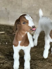 Fotobehang Baby Boer Goat © JP.GarciaOsuna