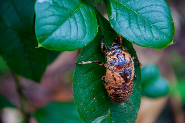 leaves, shelling, insect shells, shells, herbs