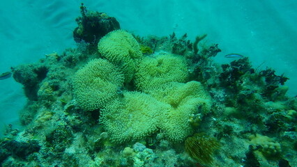 Sun anemone or Atlantic carpet anemone, Caribbean sun anemone (Stichodactyla helianthus) undersea, Atlantic Ocean, Cuba, Varadero