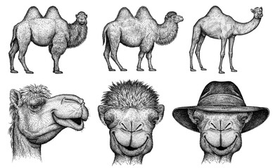 black and white engrave isolated camel set illustration