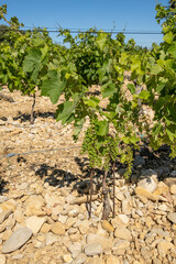 Fototapeta na wymiar gros plan de vigne en croissance au mois de juin