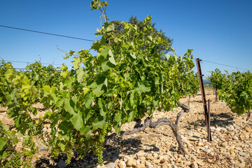 Fototapeta na wymiar gros plan de vigne en croissance au mois de juin