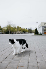 Homeless black and white cat walks outside  in the park on a sunny spring  day