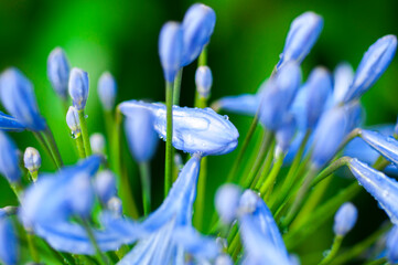 perennial, herb, bluebell, bloom, blue-violet, flowers