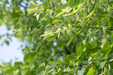 Fototapeta na wymiar Closeup of linden inflorescences of linden flowers before flowering, selective soft focus. Allergy season. 