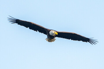 Naklejka premium American Bald Eagle