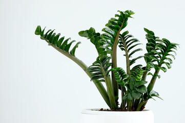 A houseplant. Zamiokulkas Zenzi, a dwarf species. The plant is in a round-shaped white pot. White background.